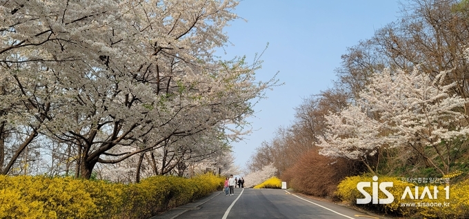 2일 오후 서울 상암동 하늘공원 입구에서 부터 길 양쪽으로 노랑 개나리 꽃과 햐얀 벗꽃이 펼쳐져 있다.(사진=장현순 기자)