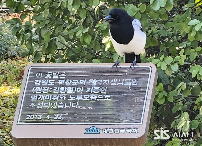 20일 오후 서울 여의도 국회 도서관 앞 정원에서 까치 한마리가 꽃밭 설명 간판에 앉아 간판을 설명이나 하듯 지적이고 있다.(사진=윤여진 기자)2023.11.20/시사1