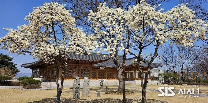 1일 오후 서울 여의도 국회  사랑채 앞에 예쁜 목련꽃이 피어있다.(사진=윤여진 기자)