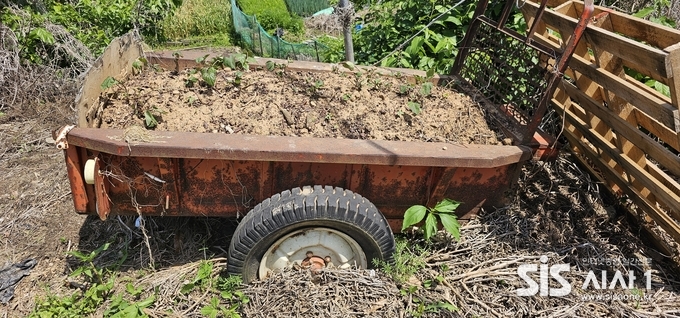 서울 은평구 불광동의 한 주말농장에 사용하지 않는 경운기 짐칸에 흙을 담아 고구마를 심어 놓았다.(사진=장현순 기자)